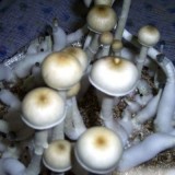 LIZARD KING mushroom